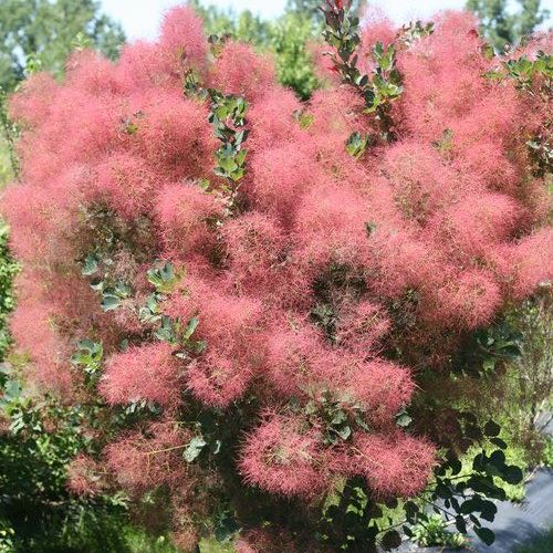 Cotinus coggygria The Velvet Fog Proven Winners.jpg