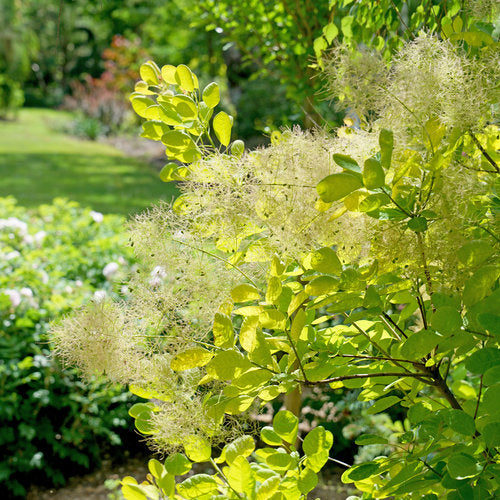 Cotinus coggygria Winecraft Gold Proven Winners.jpg