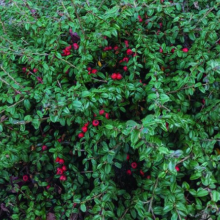 Cotoneaster-Emerald_Beauty 1.png