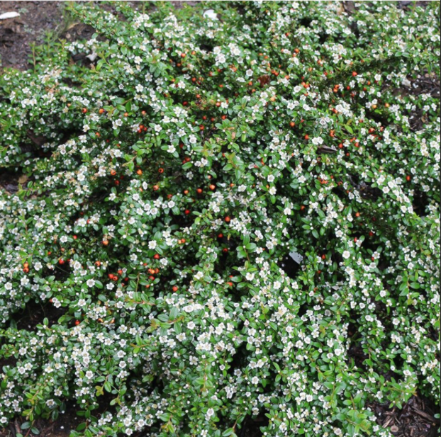 Cotoneaster-Emerald_Sprite.png