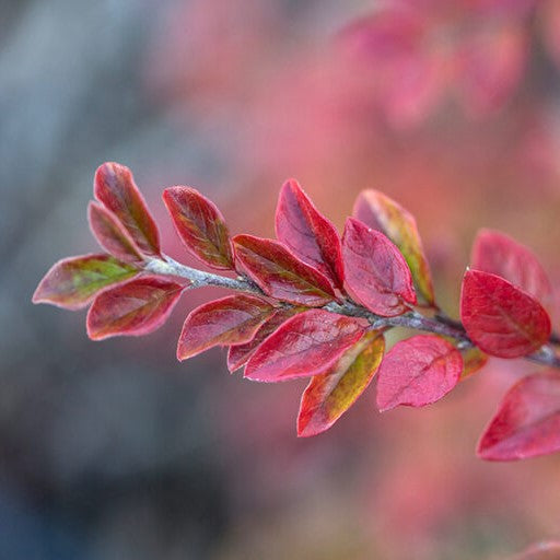 Cotoneaster_Autumn_Inferno_.jpg