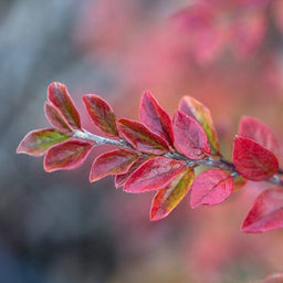 Cotoneaster_Autumn_Inferno_.jpg