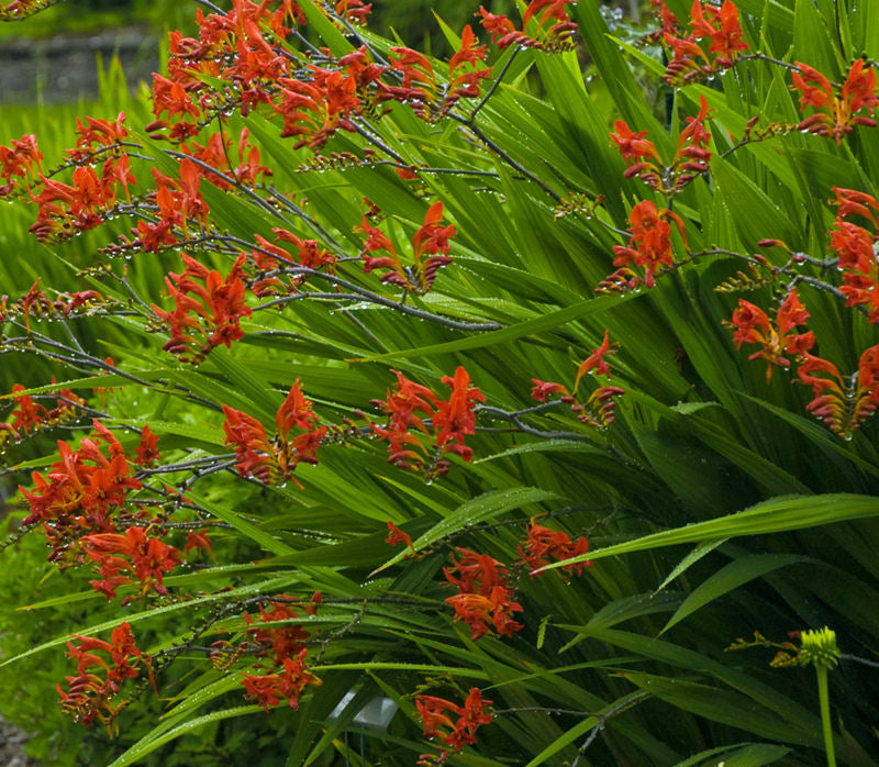 Crocosmia Lucifer.jpg