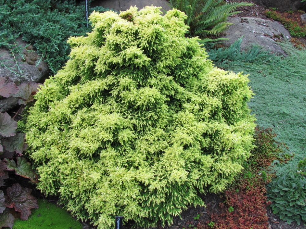 Cryptomeria-japonica-Twinkle-Toes.jpg