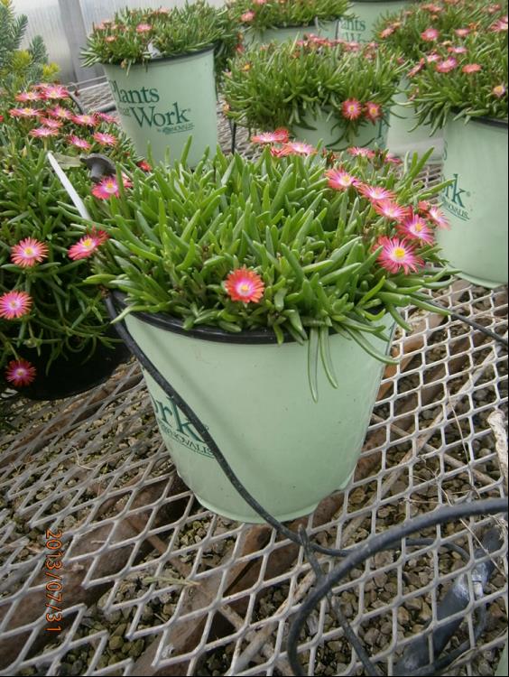 DELOSPERMA P001S.jpg