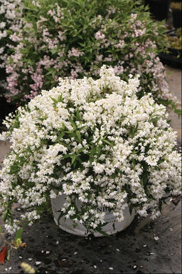 DEUTZIA NCDX1.jpg