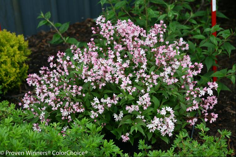 DEUTZIA NCDX2.jpg