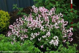 DEUTZIA NCDX2.jpg