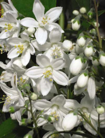 DEUTZIA_SPRING_SENSATION.jpg