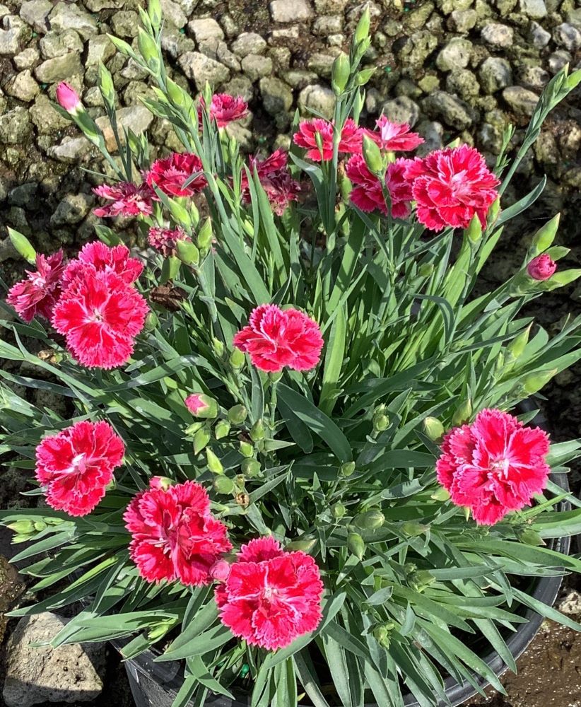 DIANTHUS_DELILAH_MAGENTA_BICOLOR_19CM.jpg