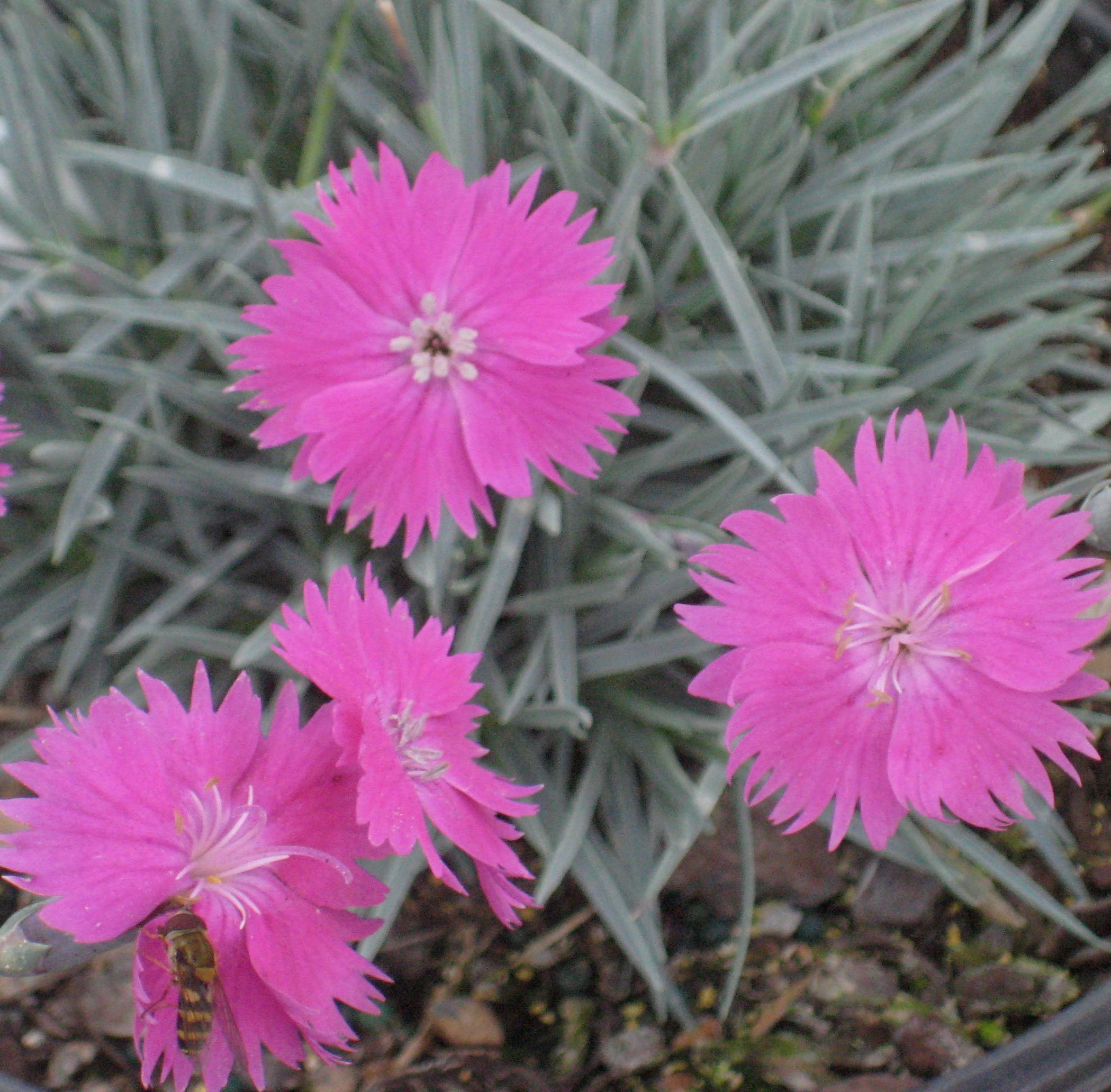 DIANTHUS FIREWITCH B FLWR.jpg