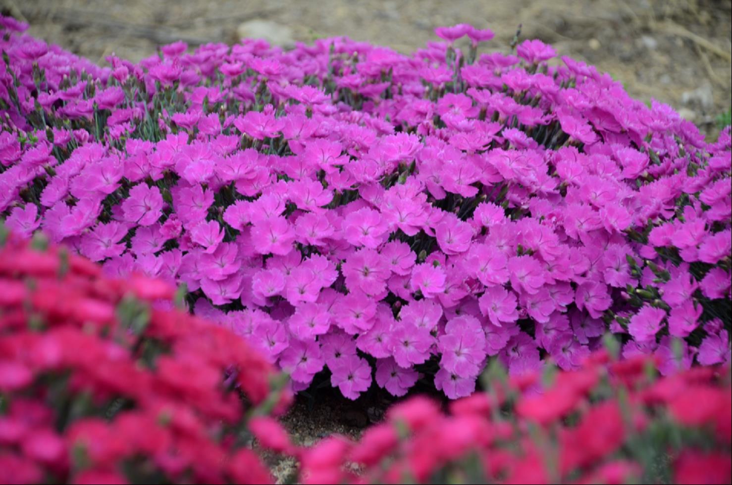 Kelly's Corner Collection · Willoway Nurseries
