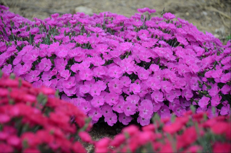 DIANTHUS PAINT THE TOWN FUCHSIA.jpg