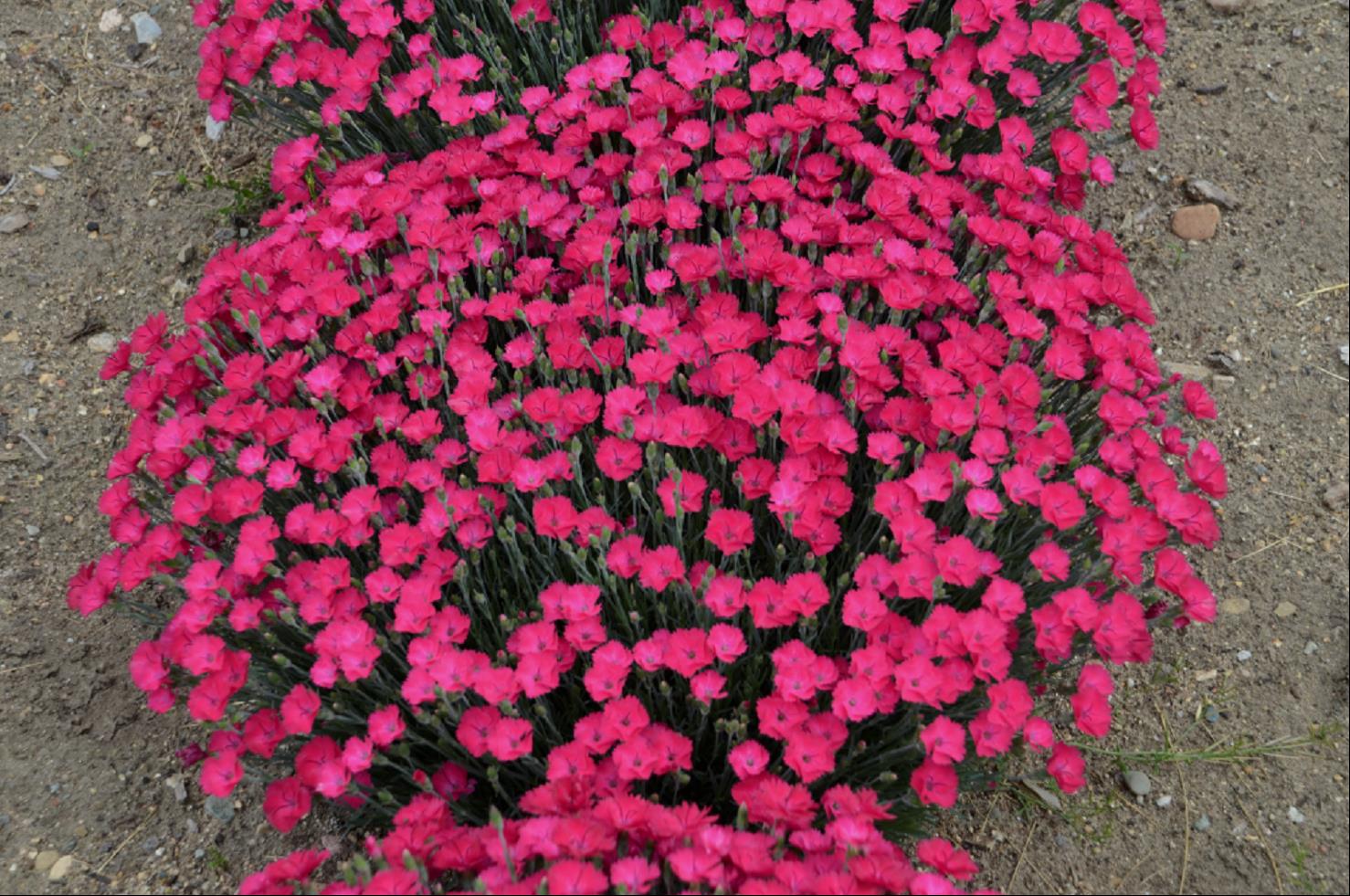 DIANTHUS PAINT THE TOWN MAGENTA.jpg