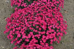 DIANTHUS PAINT THE TOWN MAGENTA.jpg