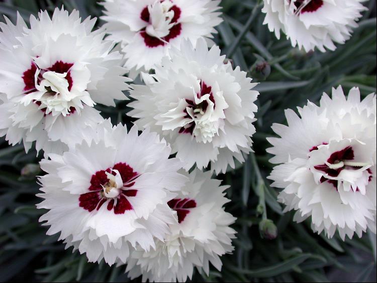 DIANTHUS SILVER STAR.jpg