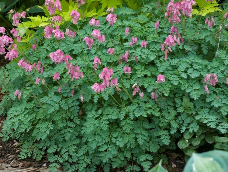 DICENTRA KING OF HEARTS.jpg