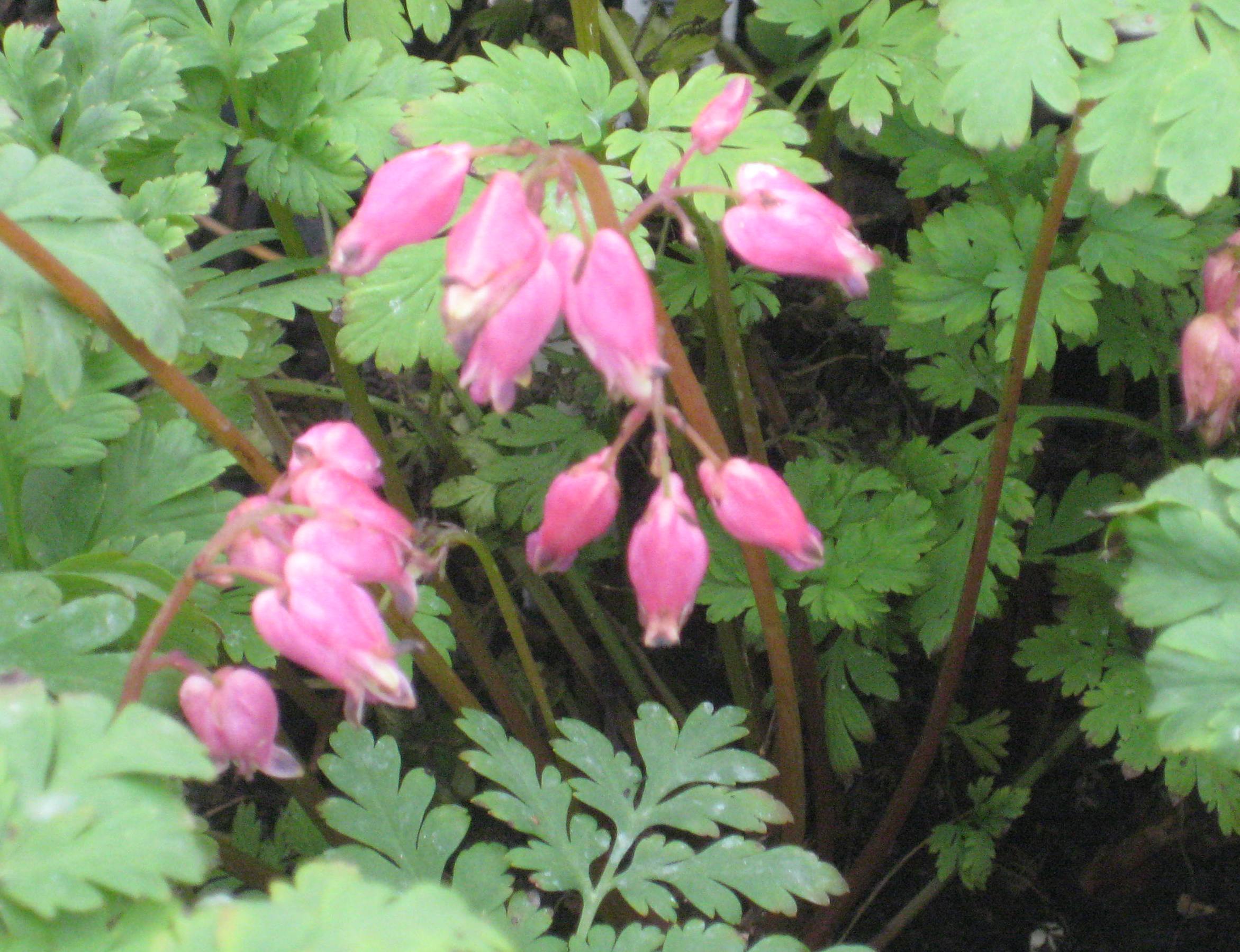 DICENTRA LUXURIANT.jpg