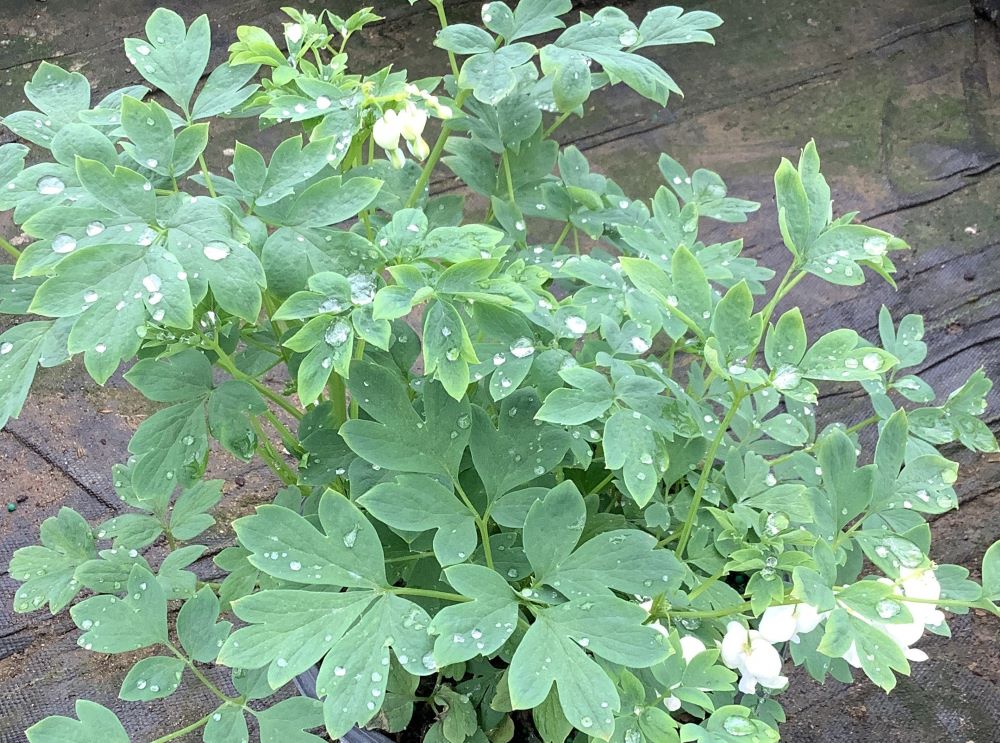 DICENTRA_SPEC_ALBA_19CM.jpg