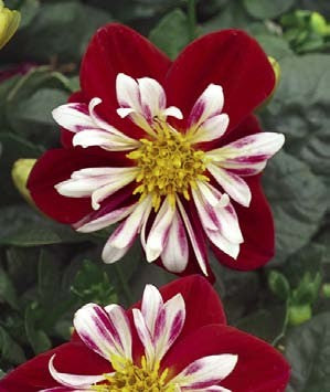 Dahlia%20Starsister%20Red%20n%20White[1].jpg