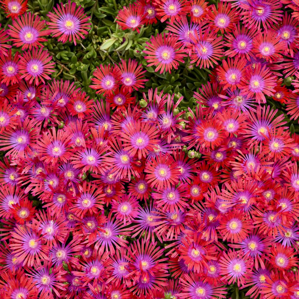 Delosperma 'Action Shot' 0000 high res.jpg