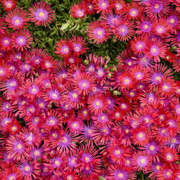 Delosperma 'Action Shot' 0000 high res.jpg