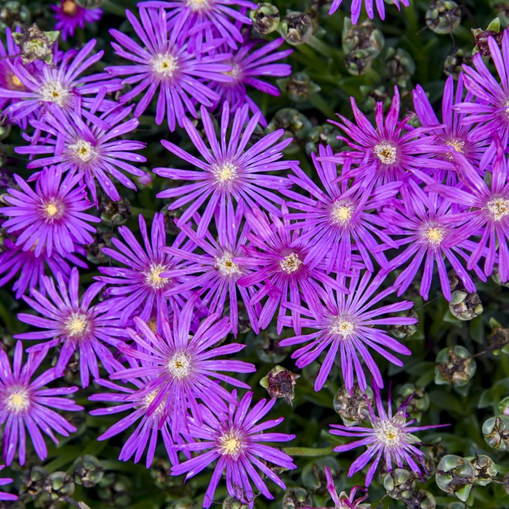 Delosperma 'Electric Slide' PP37311 0000 high res.jpg