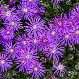 Delosperma 'Electric Slide' PP37311 0000 high res.jpg