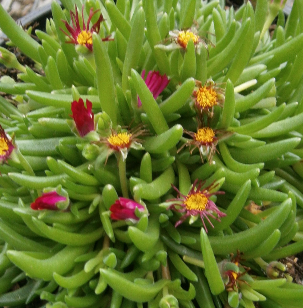 Delosperma Garnet.JPG