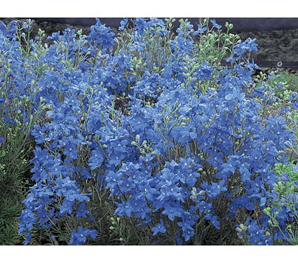 Delphinium Blue Mirror.jpg