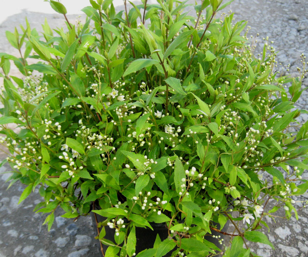 Deutzia g Nikko.jpg