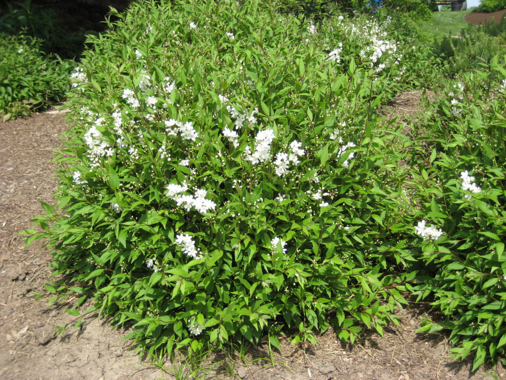 Deutzia gracilluls landscape.jpg