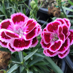 Dianthus-Delilah_Purple_Bicolor.jpg