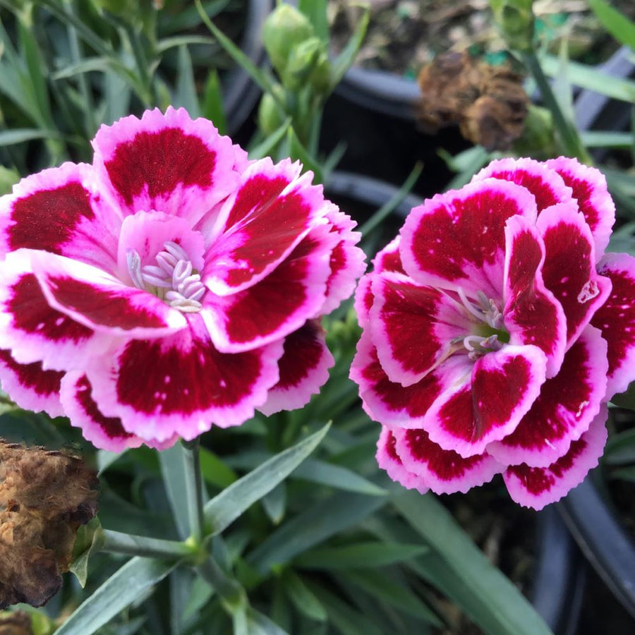 Dianthus-Delilah_Purple_Bicolor.jpg