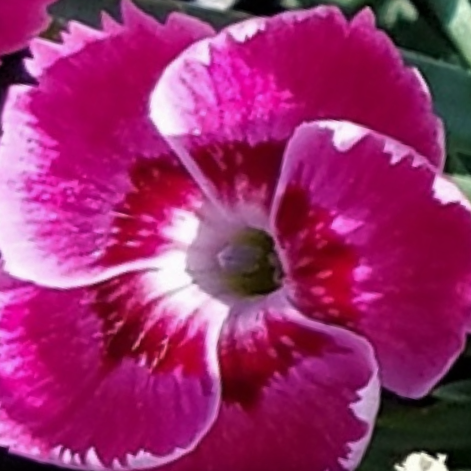 Dianthus-everbloom_strawberry_tart.png