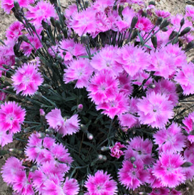 Dianthus-everbloom_watermelon_ice .png