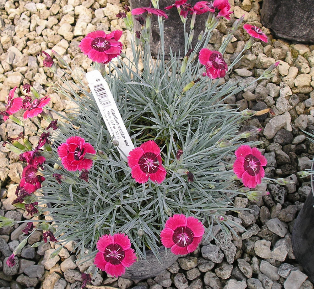 Dianthus Eastern Star 19cm_bruce.jpg