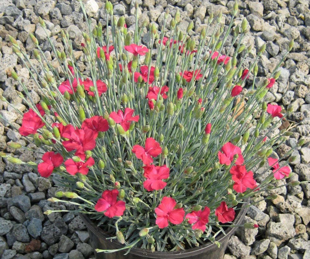 Dianthus Frosty Fire.jpg