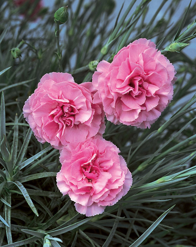Dianthus RosieCheeks.jpg