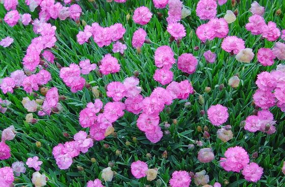 Dianthus_Tiny_Rubies[1].jpg