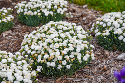 Dianthus Whipped Cream_APJ24 (5).jpg