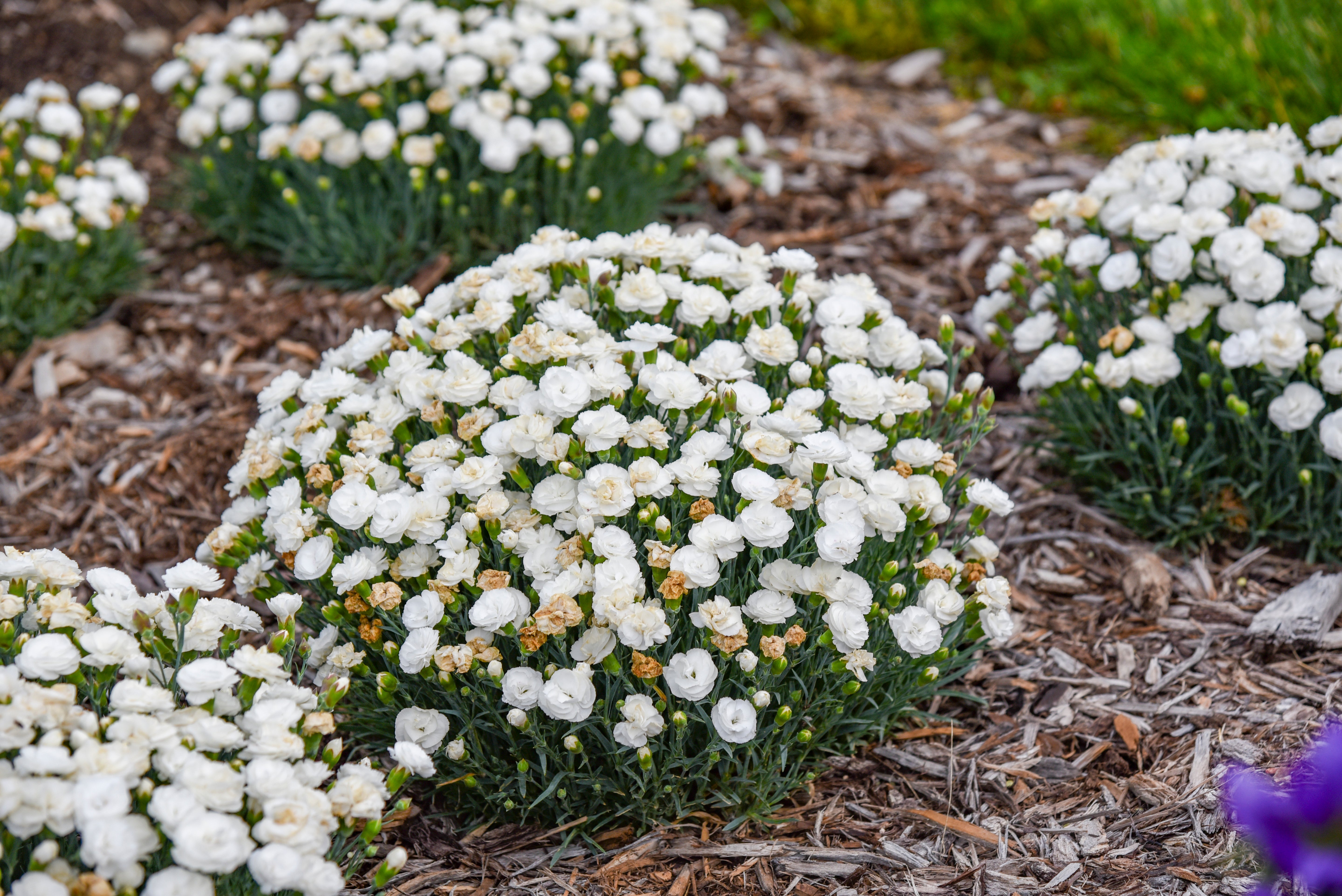 Dianthus Whipped Cream_APJ24 (5).jpg