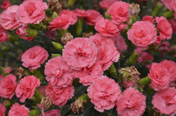 Dianthus hybrid Fruit Punch(R) Classic Coral 10817 B.jpg