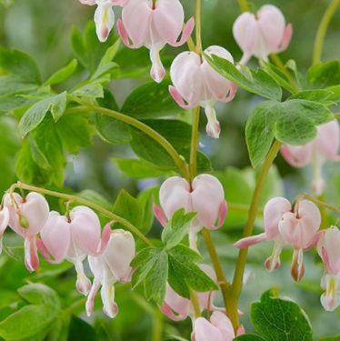 Dicentra-spec_Cupid.png