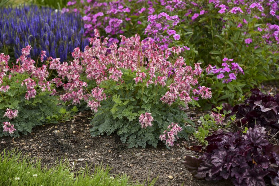 Dicentra hybrid Pink Diamonds 11276 Tag.jpg