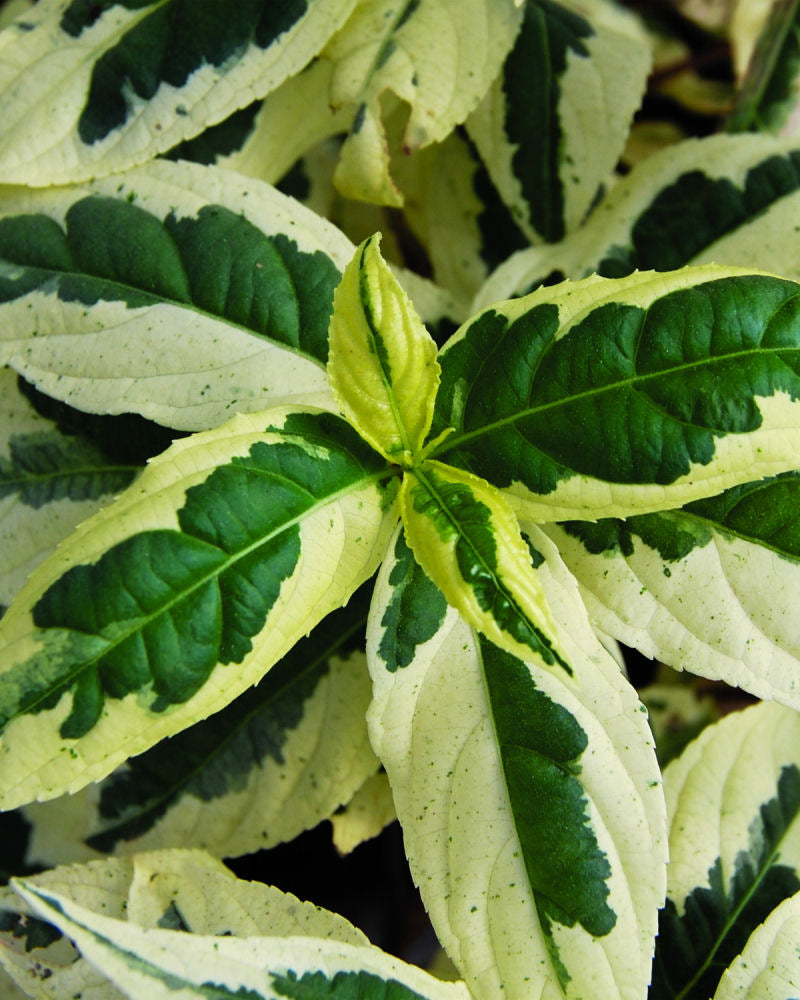 Diervilla_sessilifolia_CoolSplash.jpg
