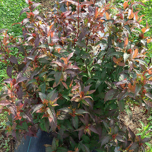 Diervilla sp. Kodiak Red Proven Winners.jpg