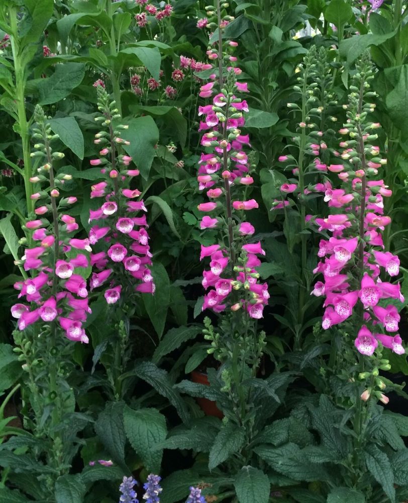 Digitalis+Lucas+Pink+Group.jpg