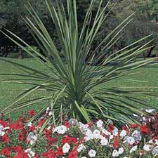 Dracaena_SPIKES[2].jpg