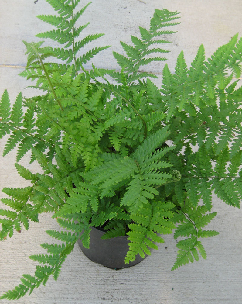 Dryopteris Robusta.jpg